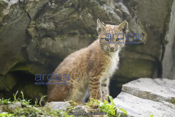 : Eurasian lynx (Lynx lynx) youngster : Eurasian lynx (Lynx lynx) youngster