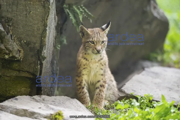 : Eurasian lynx (Lynx lynx) youngster : Eurasian lynx (Lynx lynx) youngster