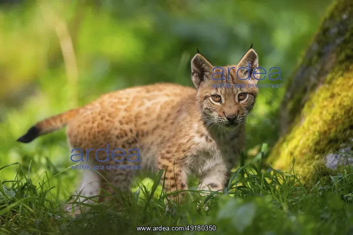  : Eurasian lynx (Lynx lynx) youngster on a meadow