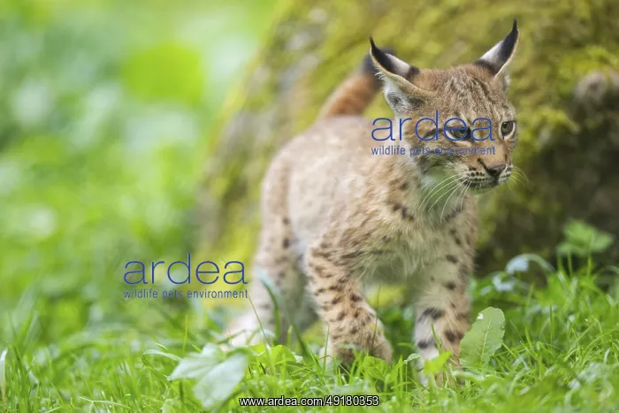 : Eurasian lynx (Lynx lynx) youngster on a meadow : Eurasian lynx (Lynx lynx) youngster on a meadow