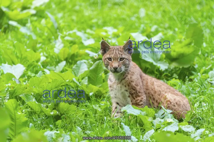  : Eurasian lynx (Lynx lynx) youngster on a meadow