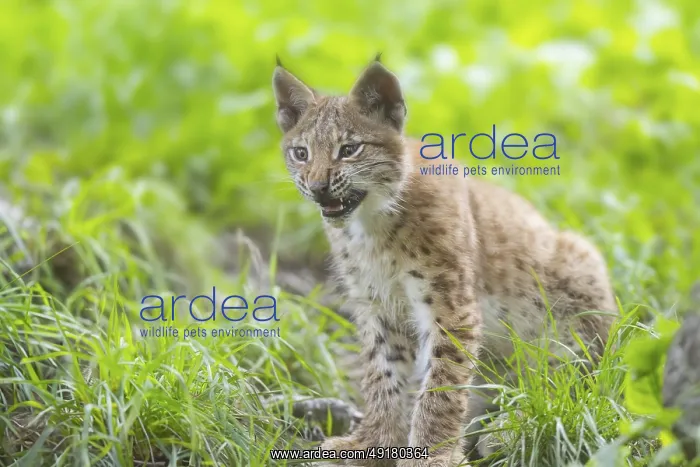 : Eurasian lynx (Lynx lynx) youngster on a meadow : Eurasian lynx (Lynx lynx) youngster on a meadow