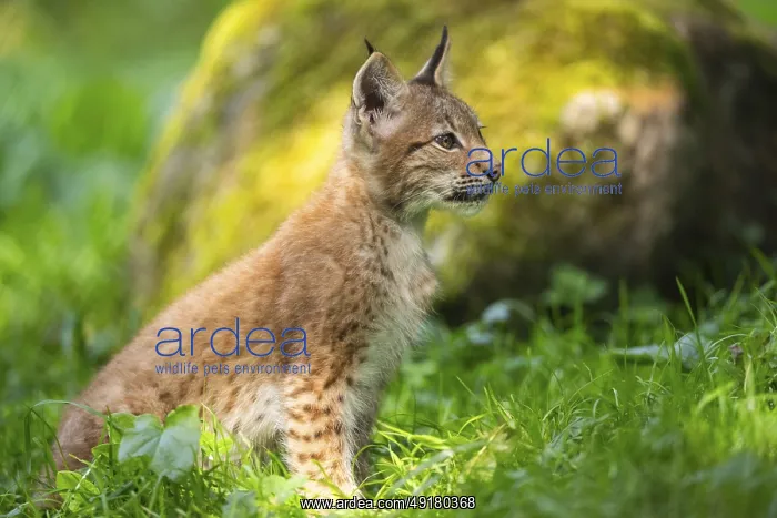 : Eurasian lynx (Lynx lynx) youngster on a meadow : Eurasian lynx (Lynx lynx) youngster on a meadow