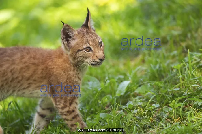 : Eurasian lynx (Lynx lynx) youngster on a meadow : Eurasian lynx (Lynx lynx) youngster on a meadow