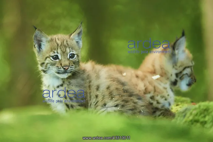: Eurasian lynx (Lynx lynx) youngsters water, Bavaria : Eurasian lynx (Lynx lynx) youngsters water, Bavaria