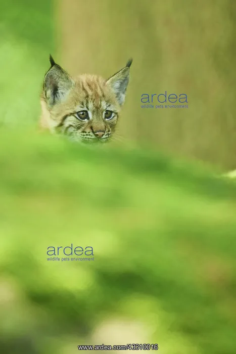 : Eurasian lynx (Lynx lynx) youngsters water, Bavaria : Eurasian lynx (Lynx lynx) youngsters water, Bavaria