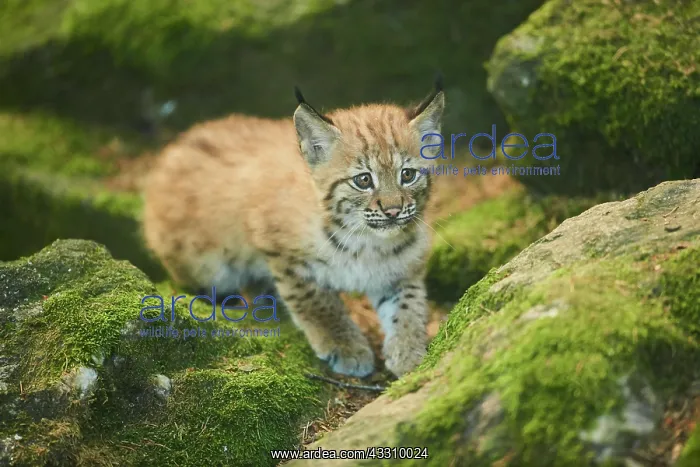  : Eurasian lynx (Lynx lynx) youngsters water, Bavaria