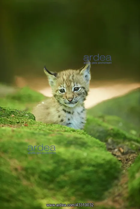 : Eurasian lynx (Lynx lynx) youngsters water, Bavaria : Eurasian lynx (Lynx lynx) youngsters water, Bavaria