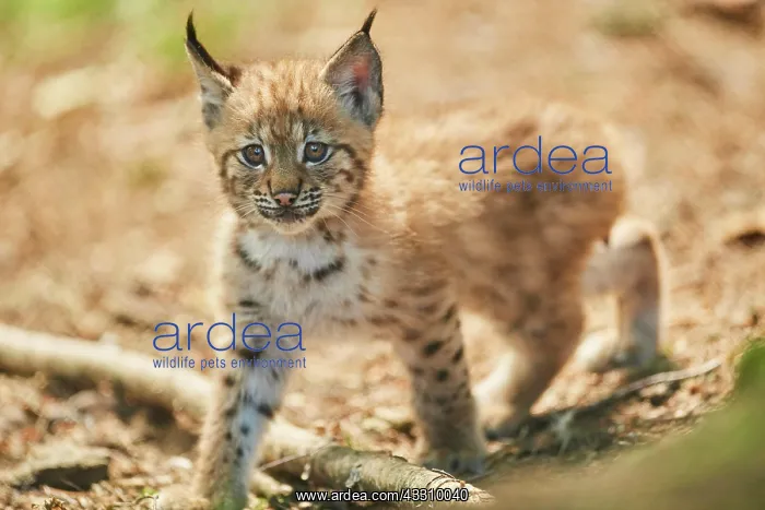 : Eurasian lynx (Lynx lynx) youngsters water, Bavaria : Eurasian lynx (Lynx lynx) youngsters water, Bavaria