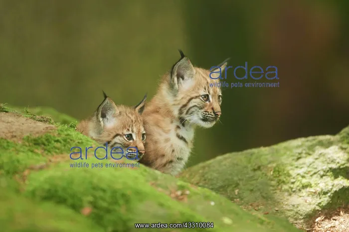 : Eurasian lynx (Lynx lynx) youngsters water, Bavaria : Eurasian lynx (Lynx lynx) youngsters water, Bavaria