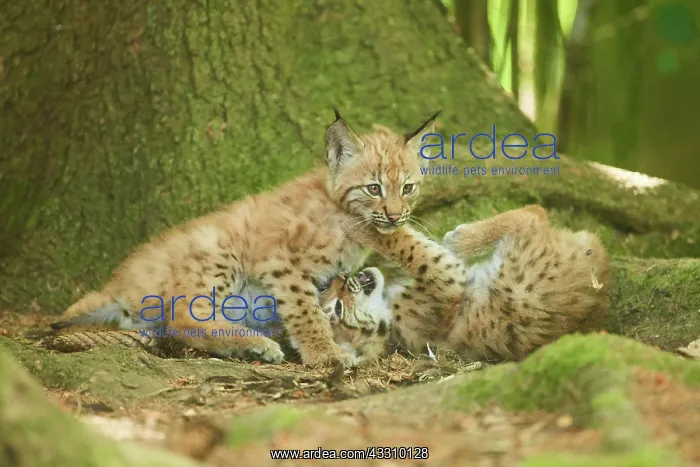 : Eurasian lynx (Lynx lynx) youngsters water, Bavaria : Eurasian lynx (Lynx lynx) youngsters water, Bavaria