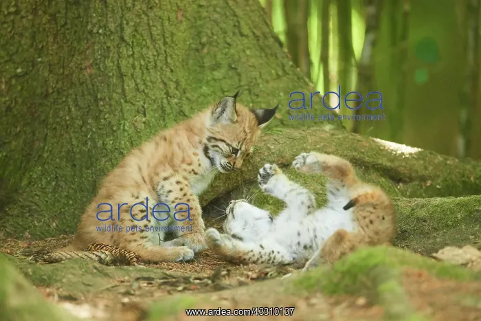  : Eurasian lynx (Lynx lynx) youngsters water, Bavaria