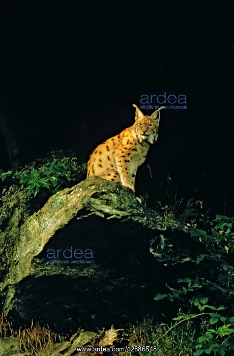  : Eurasian Lynx - At night