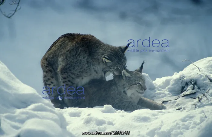  : Eurasian Lynx - Pair mating in snow