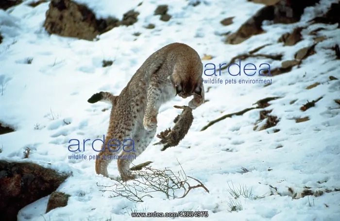  : Eurasian lynx - playing with preyS