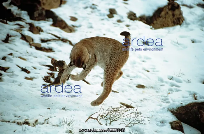  : Eurasian Lynx - Playing with rabbit prey in snow