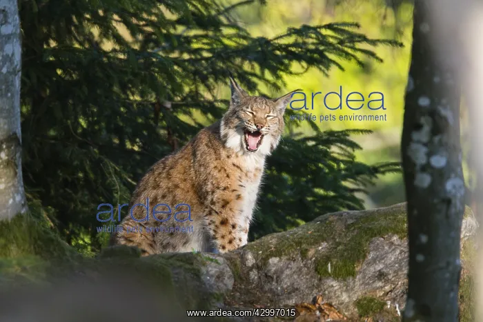 : Eurasian Lynx - sitting and yawning, Bavarian Forest : Eurasian Lynx - sitting and yawning, Bavarian Forest
