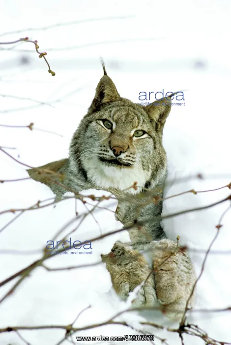  : Eurasian Lynx - In snow