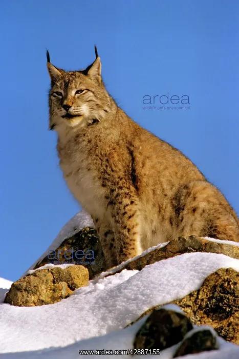  : Eurasian Lynx - In snow