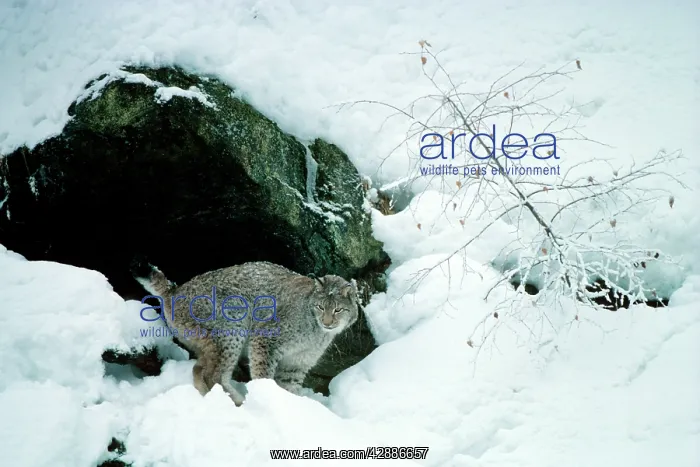  : Eurasian Lynx - In snow male marking his territory