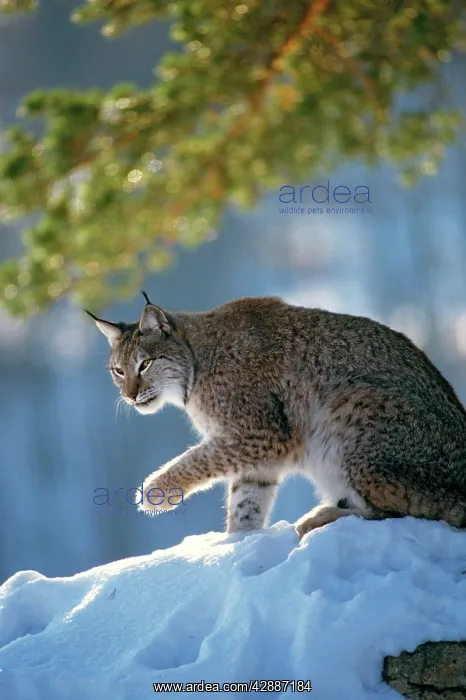  : Eurasian Lynx - In snow raising paw