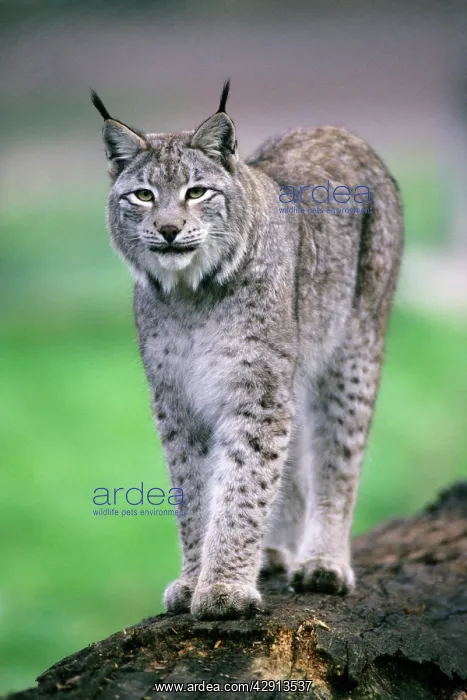 : Eurasian Lynx - standing on tree stem : Eurasian Lynx - standing on tree stem