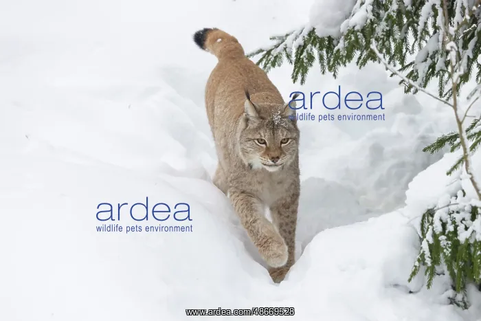 : Eurasian Lynx winter 24, S-E Arndt : Eurasian Lynx winter 24, S-E Arndt