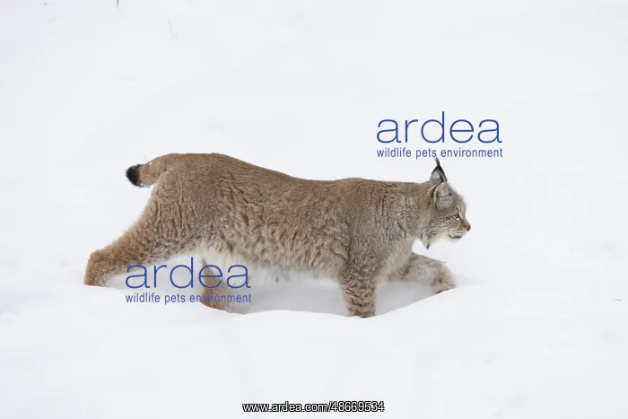 : Eurasian Lynx winter 26, S-E Arndt : Eurasian Lynx winter 26, S-E Arndt