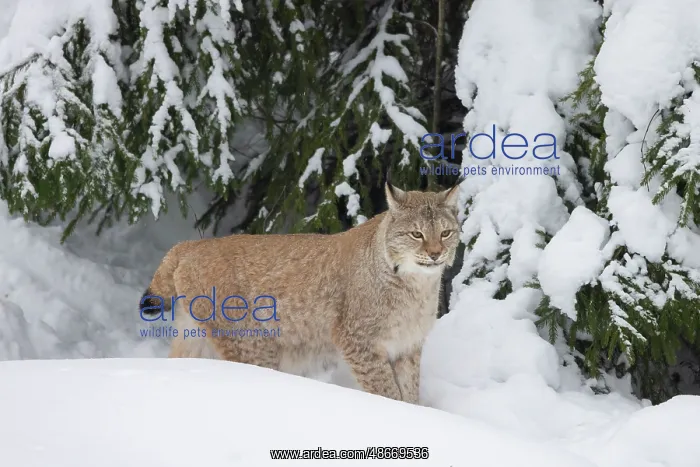 : Eurasian Lynx winter 28, S-E Arndt : Eurasian Lynx winter 28, S-E Arndt