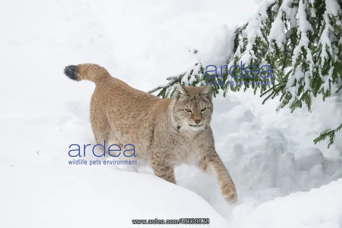 : Eurasian Lynx winter 33, S-E Arndt : Eurasian Lynx winter 33, S-E Arndt