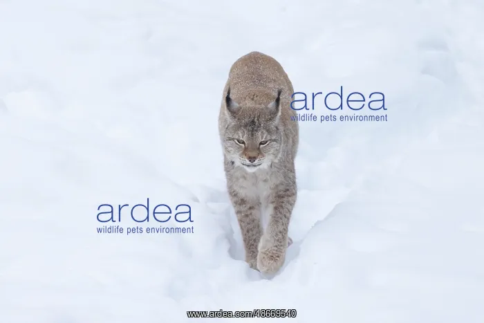 : Eurasian Lynx winter 39, S-E Arndt : Eurasian Lynx winter 39, S-E Arndt