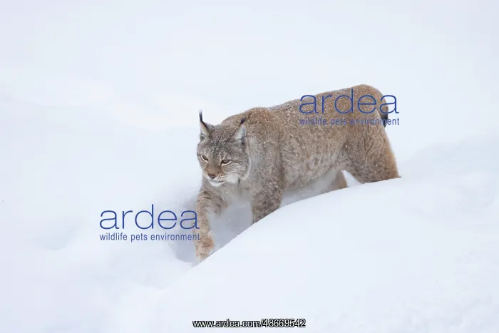 : Eurasian Lynx winter 41, S-E Arndt : Eurasian Lynx winter 41, S-E Arndt