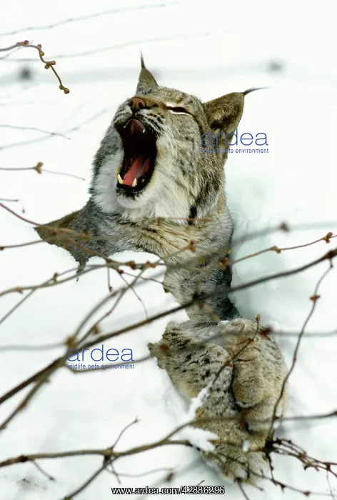  : Eurasian Lynx - Yawning in snow