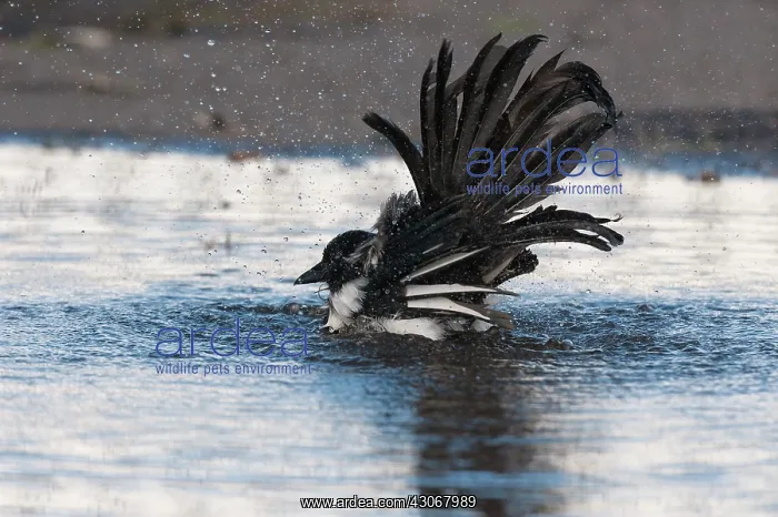 : Eurasian Magpie : Eurasian Magpie