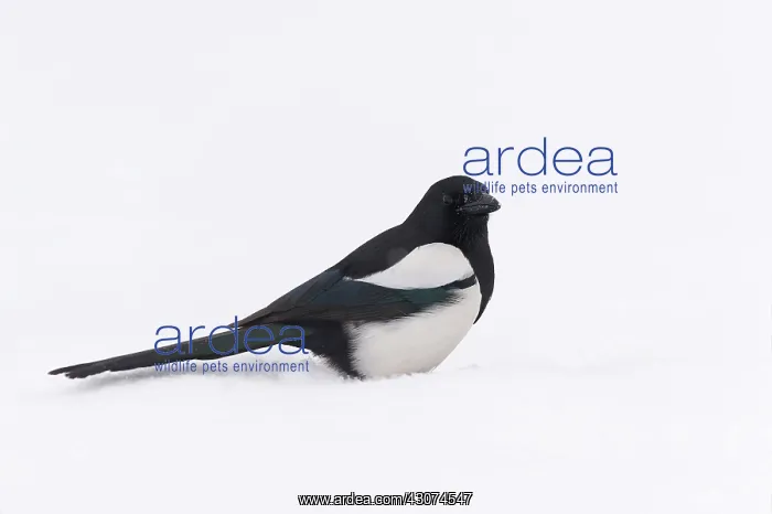 : Eurasian Magpie : Eurasian Magpie