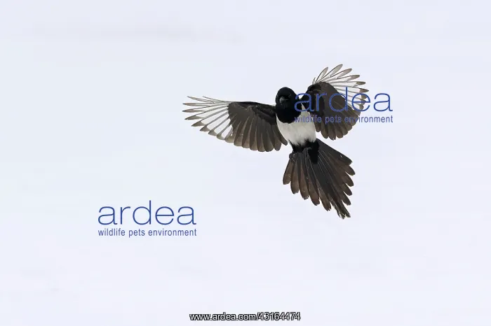 : Eurasian Magpie : Eurasian Magpie