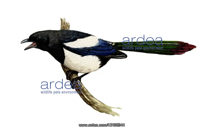 : Eurasian Magpie : Eurasian Magpie