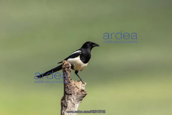 : EURASIAN MAGPIE : EURASIAN MAGPIE