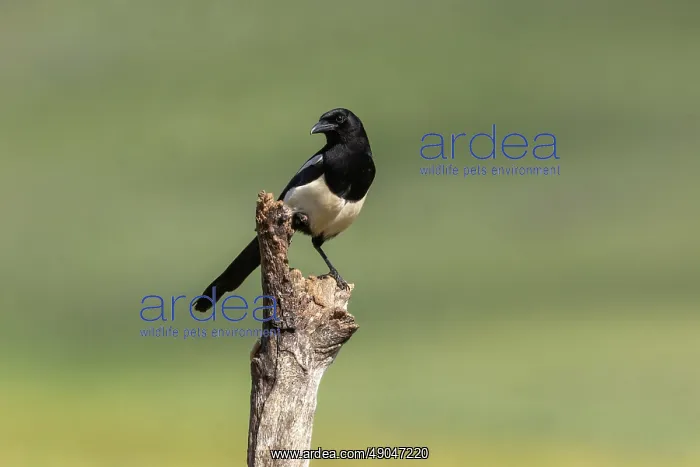 : EURASIAN MAGPIE : EURASIAN MAGPIE