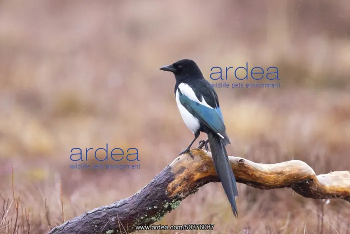 : Eurasian Magpie : Eurasian Magpie