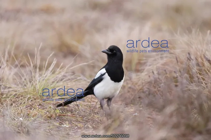 : Eurasian Magpie : Eurasian Magpie