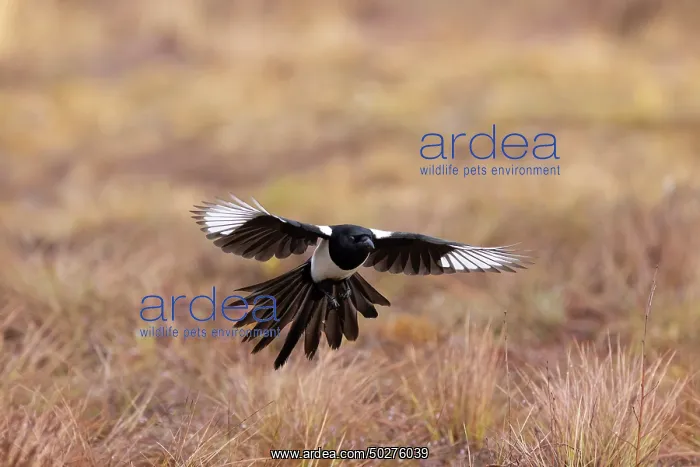 : Eurasian Magpie flight : Eurasian Magpie flight