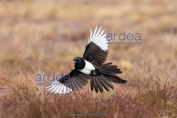 : Eurasian Magpie flight : Eurasian Magpie flight