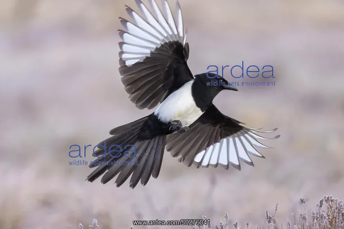 : Eurasian Magpie flight : Eurasian Magpie flight