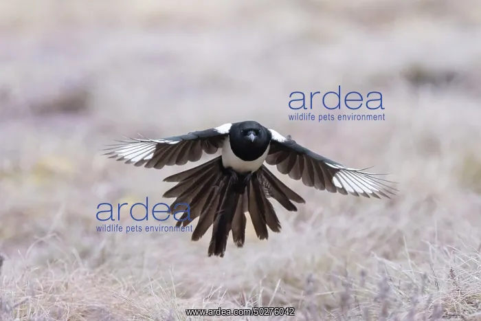 : Eurasian Magpie flight : Eurasian Magpie flight