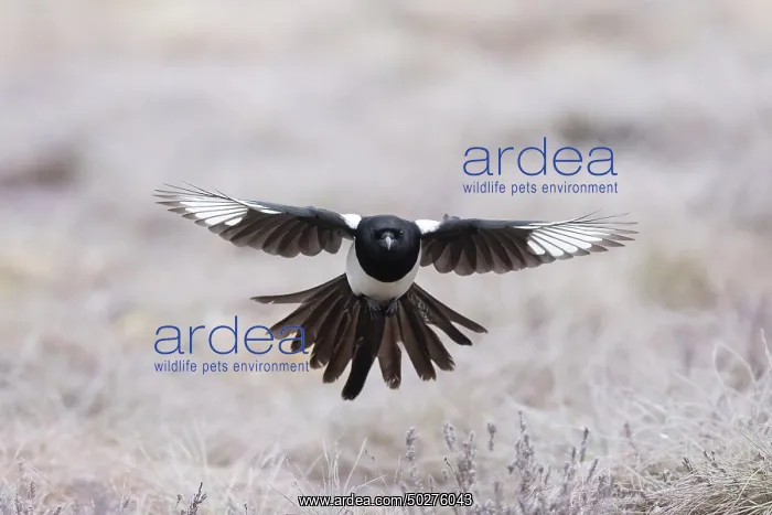 : Eurasian Magpie flight : Eurasian Magpie flight