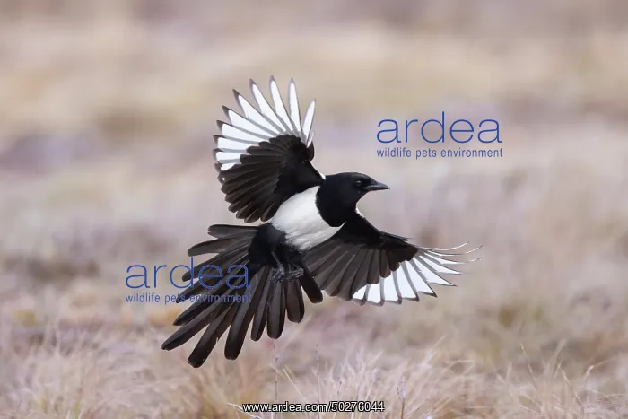 : Eurasian Magpie flight : Eurasian Magpie flight