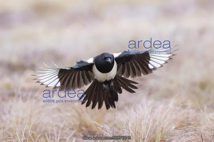 : Eurasian Magpie flight : Eurasian Magpie flight