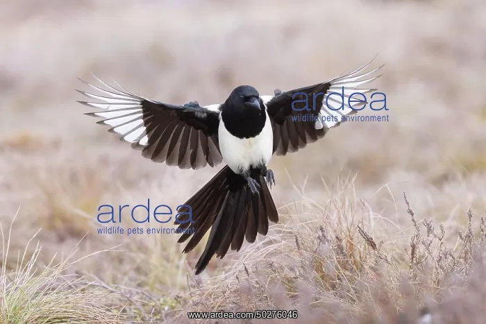 : Eurasian Magpie flight : Eurasian Magpie flight