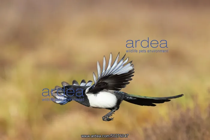 : Eurasian Magpie flight : Eurasian Magpie flight